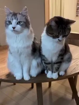 Cat JJ Adek Bek Sinis 😊 #masukberanda #kucing #kucinglucu #fyppppppppppppppppppppppp #xyzabc 