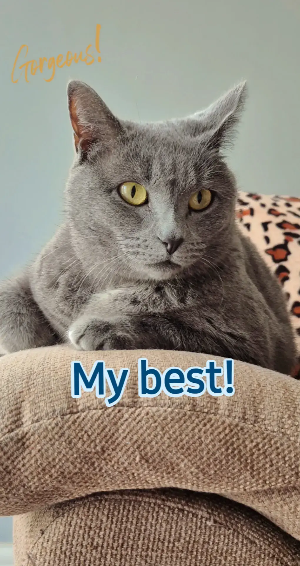 #cat #godcreation #beautiful #fyp 