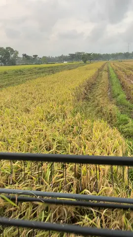 Kalemm🌾🌾🌾#bimo110xss 