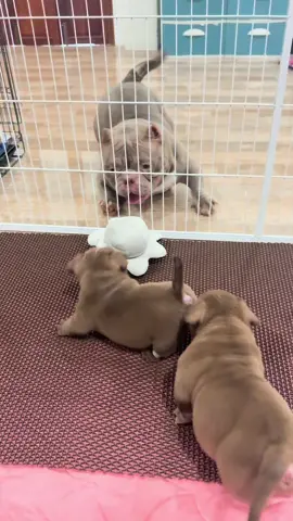 แม่ลูกเค้าเล่นกัน😍#ฮอร์โมน #สวนสัตว์tiktok #americanbully #อเมริกันบูลลี่เมืองประจวบ #tkbullycamp 