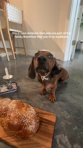 shabbark shalom. lets see your jewish pups 💙 #dachshund #jewish #pets #dog #family 