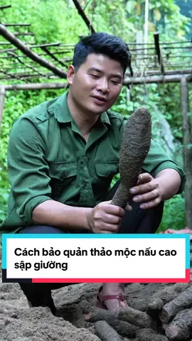 Đảm bảo chất lượng từ gốc đến ngọn – Cách Giang Tày chọn và bảo quản thảo mộc nấu Cao Sập Giường #caosapgiuong #giangtay #giangnguoitay #LearnOnTikTok 