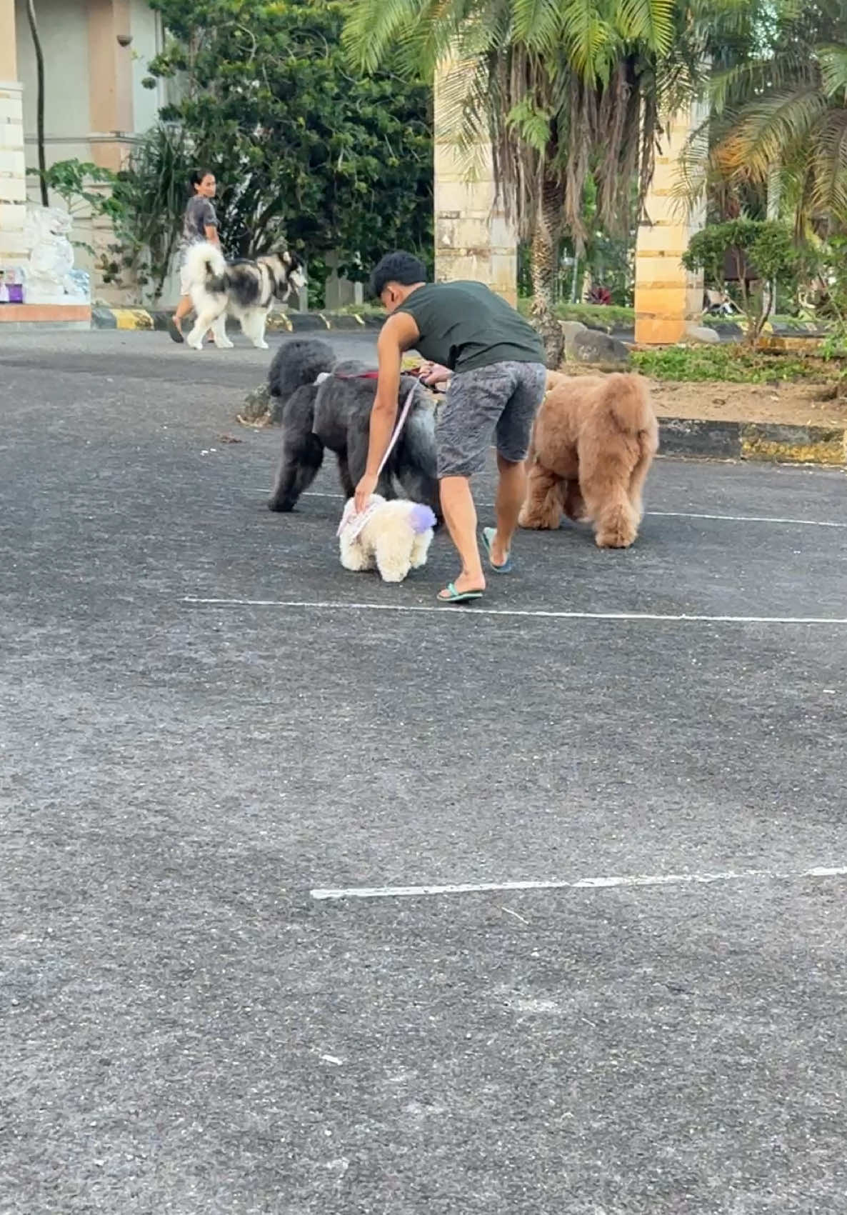 om ropi kewalahan ngimbangin jalannya sasa🤣ceper vs raksasa ya kek mana ya.. #sasathepoodle #anjinglucu 