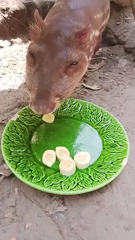 terminando de comer a banana 🍌🍌😋