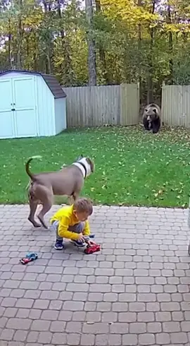 Pitbull save a boy from bear 🐻 #viral #viralvideo #fyp #fypシ #fypシ゚viral 