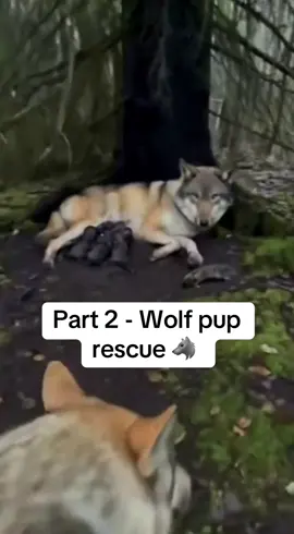 I saved a wolf pup 🥹 - part 2 #wolf #wholesome #pup #rescue 