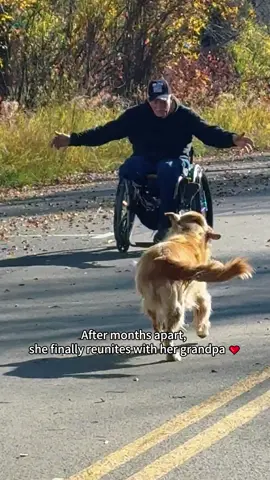 This proves dogs never forget their favorite humans ❤️ #fyp #dog #dogsoftiktok #reunion #emotional 