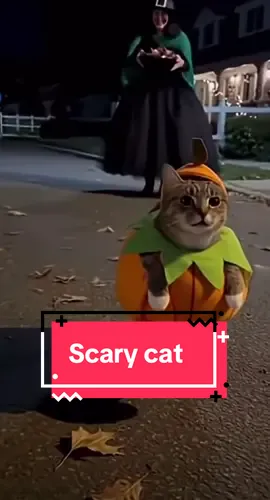 Pumpkin cat 🎃🐱 #cat #pumpkin #halloweencostume #spookyseason #fyp 
