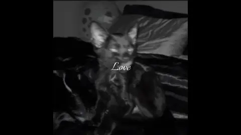 Always and forever my Theo Vonn❤️ #CapCut #foryoupage #cat #xyzbca #edit 