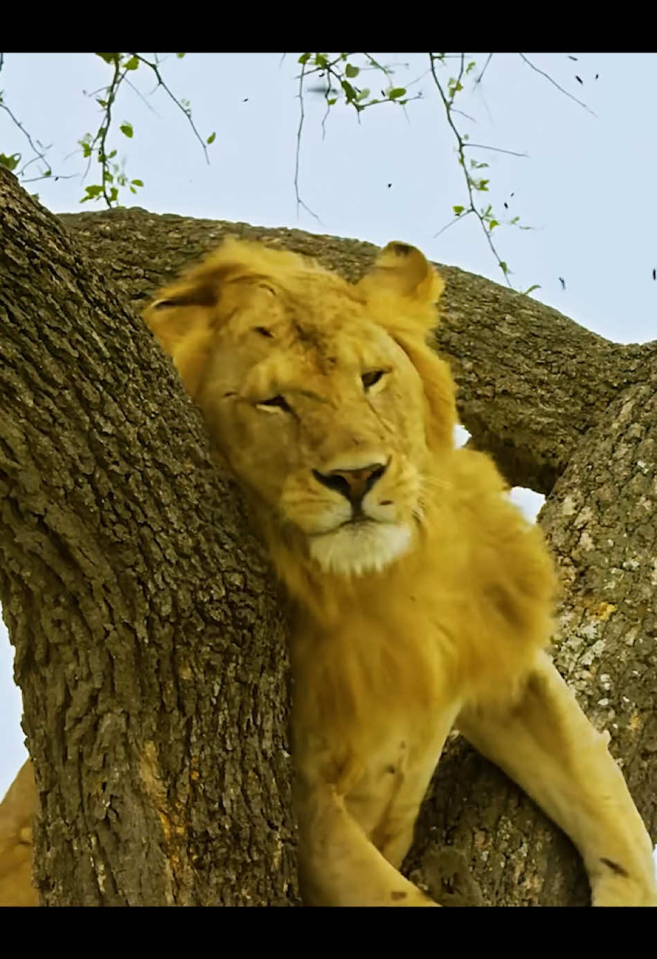 #wildanimals #recommend #animalworld 