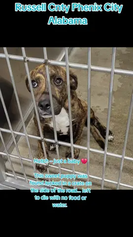 RESCUE INTEREST‼️ Russell Cnty Phenix City Alabama  We do outside of state adoptions 🐾♥️ CAN BE EUTHANIZED 10/21‼️ These pledges are not for adoption. They will go directly to the rescue’s vetting and transport costs to get Hutch the care urgently needed. Goal: $500 to help Hutch healthy and on the way to recovery. Hutch – just a baby 💔 This sweet puppy was found locked in a crate on the side of the road… left to die with no food or water. He’s only a baby and didn’t deserve this kind of cruelty. Hutch needs a safe place and someone to show him what love really is. 🐾💔 Please share — he needs rescue or adoption urgently! #59597429 M Under 6mth 22.2# Mixed PLEDGE HERE OR TRY OUR PLEDGE SYSTEM DOJIGGY https://go.dojiggy.io/27ca73 The past few months have been challenging… we’ve seen The past few months have been challenging… we’ve seen  scammers intercepting pledges 😔 meant for our shelter animals.  We needed to take action! Now ... we’ve put a new, secure pledge process in place! 🐾❤️ #deathrowdogs #deathrow. #codered #Adopt             