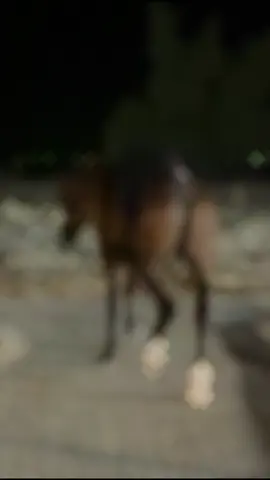 بنات السُلالات ونجم الرشيم.. يجتمعون في ميدان الأصالة إكسار 🐎 🐎 #خيل 👑 #مربط_إكسار 🔥 #ولد_الرشيم ✨ #عربية_اصيله 🇸🇦 #اكسبلور