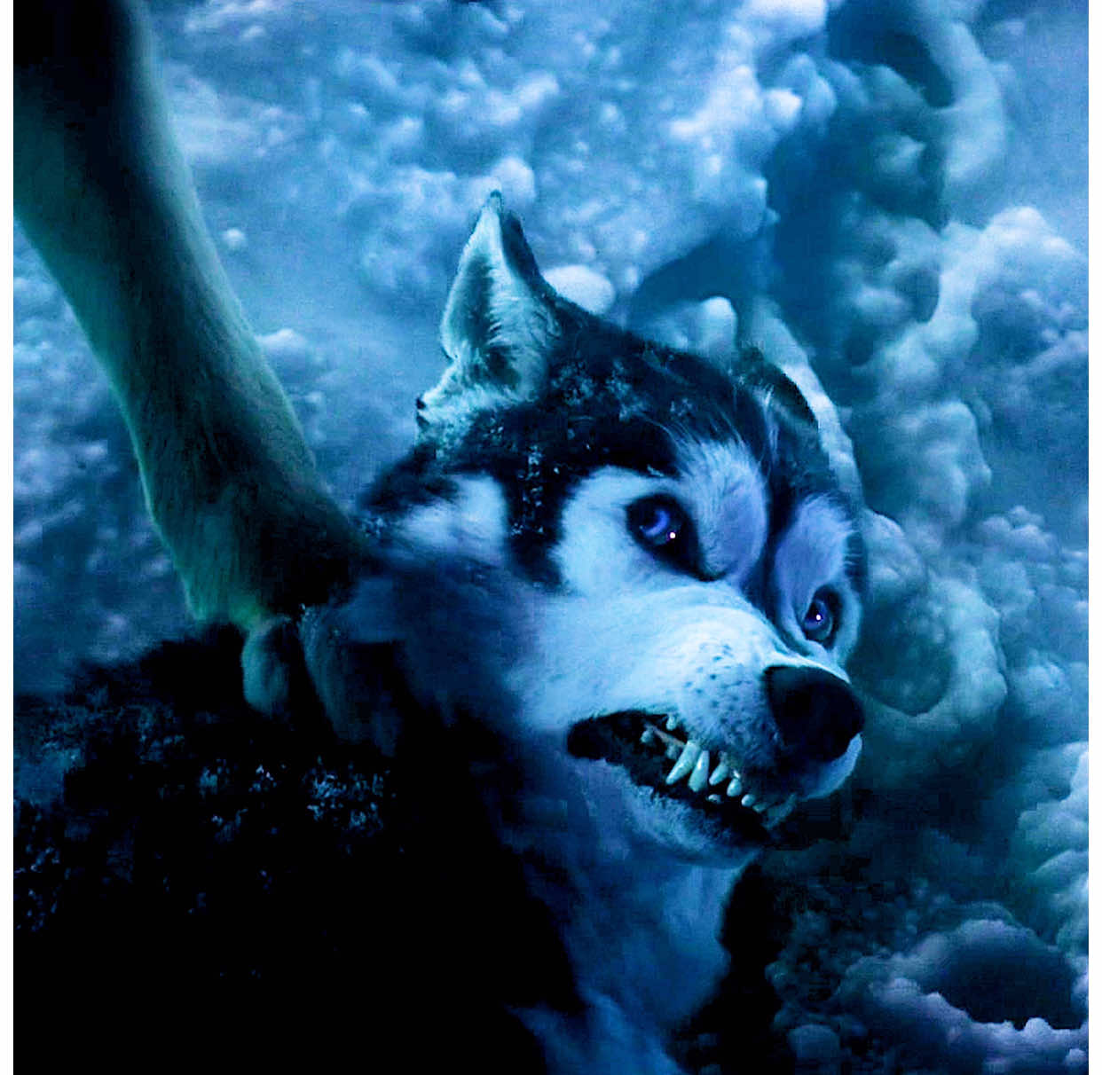 There will be the law of the jungle in the animal world.#dog #goldenretriever #husky #pet #animal #fouryou #tiktok #movie 