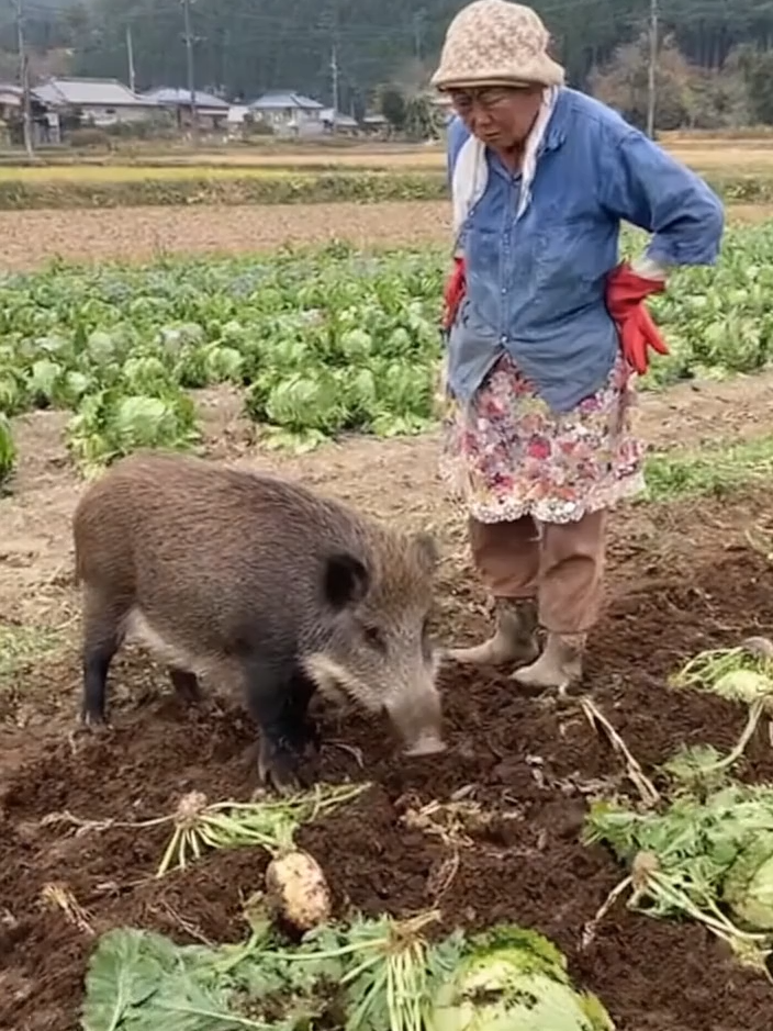 おなかへったなー　#イノシシ #おばあちゃん