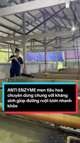 Bữa trước lươn nhà tui ăn yếu,bụng chướng phân thì lỏng,tui nghi là bị đường ruột rồi#thuyduymientay #thuocluon #antienzyme#mentieuhoadungchungvoikhangsinh# @Thuý Duy miền-Tây  @Thuý Duy miền-Tây  @Thuý Duy miền-Tây 