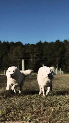 Aspen & Timber #fyp #foryoupage #livestock #guadians 