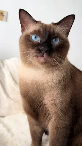 #goodmeowning #kucingtiktok #kucinglucu #iyam #catsoftiktok 