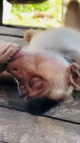 Cilakak beruk,baso beruk,nate beruk😅😅😅nyo mari nge jiwang beruk pon🤦‍♂️🤣🤣🤣 #jiwang #fypシ゚ #beruk 