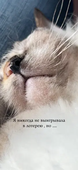 Буся - пушистый сфинкс Браш . Голова всегда лысая и спинка #кот #тиктокеркомедии #сфинкс #браш #буся