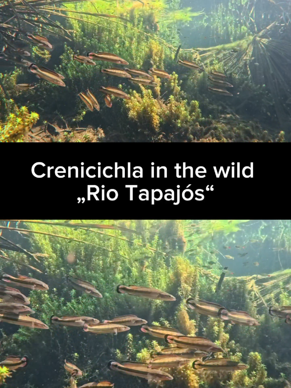 An impressive group of Crenicichla in the Rio Tapajós (Brazil) filmed by Chris Lukhaup 🇧🇷 Judging by the size of the tetras, they are probably around 15-20 cm long. They seem to feel very comfortable as a shoal. Unfortunately, I cannot say exactly what species they are. But I think there may be specialists here who can find out 🏳   Possibly C. strigata or C. marmorata. In nature, fish from the Amazon often look very different from how we know them in aquariums. Explored by @Chris Lukhaup  @Aquarium Co-Op  @Juliana Leroy  #sanatarem #crenicichla #brazil #aquariums #amazon   