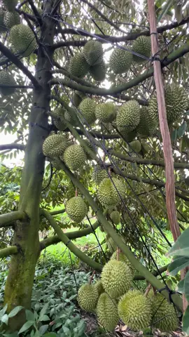 Chuẩn bị miền Nam vào vụ đầu mùa #saurieng #63tiengiangxinchao❤️ #suhuong 