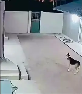 Lion vs dog #lion #dog #fight #animals 