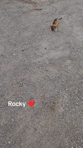 #abandoned #animalsoftiktok #nature #dogsoftiktok #sebis 