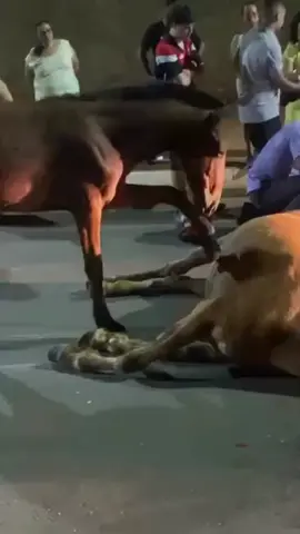 #Repost @jornalnovanoroeste Uma cena de comoção marcou a noite desta quinta-feira (16) na Rua JC 14, no Jardim Curitiba II, em frente à Maternidade Nascer Cidadão, na região Noroeste de Goiânia. Uma égua morreu após ser atropelada por uma motocicleta. Pouco depois, um cavalo, que seria companheiro dela, permaneceu ao lado do corpo, lambendo e puxando o animal, como se tentasse reanimá-lo. O impacto da batida foi forte, e a égua morreu na hora. O motociclista ficou ferido e foi amparado por populares até a chegada do Corpo de Bombeiros, que foi acionado para o socorro do condutor. A cena chamou atenção de quem passava pelo local e voltou a expor um problema antigo. Há pelo menos seis meses, moradores da região Noroeste relatam a presença constante de cavalos soltos pelas avenidas e ruas do Jardim Curitiba e bairros próximos. Desde o início dessas ocorrências, o nosso jornal tem acionado a Prefeitura de Goiânia para cobrar providências sobre o recolhimento e a fiscalização desses animais, mas nenhuma medida efetiva foi adotada até o momento. Além do risco para motoristas e pedestres, os animais também ficam expostos a acidentes e maus-tratos. Apesar disso, a legislação ainda tem brechas em relação aos cavalos. A Lei de Crimes Ambientais (nº 9.605/98) prevê punição para quem pratica maus-tratos contra animais domésticos, silvestres ou exóticos. No entanto, em muitos casos de abandono de cavalos em áreas urbanas, a responsabilidade fica indefinida e as punições raramente acontecem. Enquanto o impasse sobre a fiscalização e o cuidado com esses animais continua, cenas como a desta quinta-feira seguem se repetindo. O cavalo, que não deixava o corpo da companheira, precisou ser afastado por moradores para não ser atropelado também.
