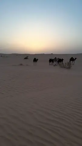 #ورقلة_غرداية_وادسوف_تقرت_حاسي_مسعود #لحدب_البور_فران_بامندي_حاسي_بن_الله #الدبداب_💯⛽🔥💪💪✈️✈️🔥🔥🔥🚦⛽🇩🇿🇹🇳🇱🇾🇵🇸🔥🔥✈️ #♥️💝😇💖🔥😍🤘🔥😏👑😎 #