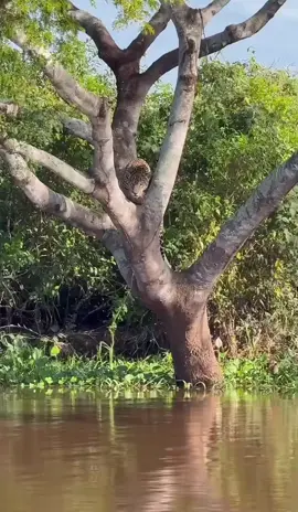 macam tutul vs buaya 