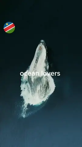 Have you seen a whale this close?! ​#WalvisBay #Namibia #WhaleWatching #OceanLife #TravelGoals