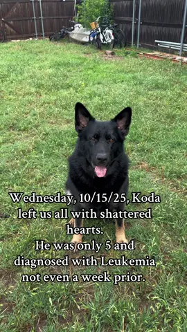 See you on the other side my sweet, sweet angel boy. 💔I’m sure you’ll have a ball in your mouth waiting to be thrown. I’m going to miss you SO much. #petloss #germanshepherd #leukemia #heartbroken 