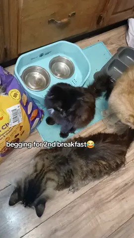 Begging for 2nd breakfast 😋 😆 #catfeeding #catfriends #cattoks 