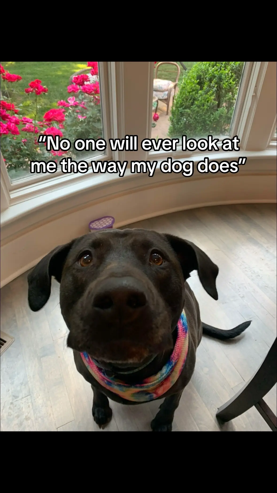 #dogs #funny #Love #trending #viral