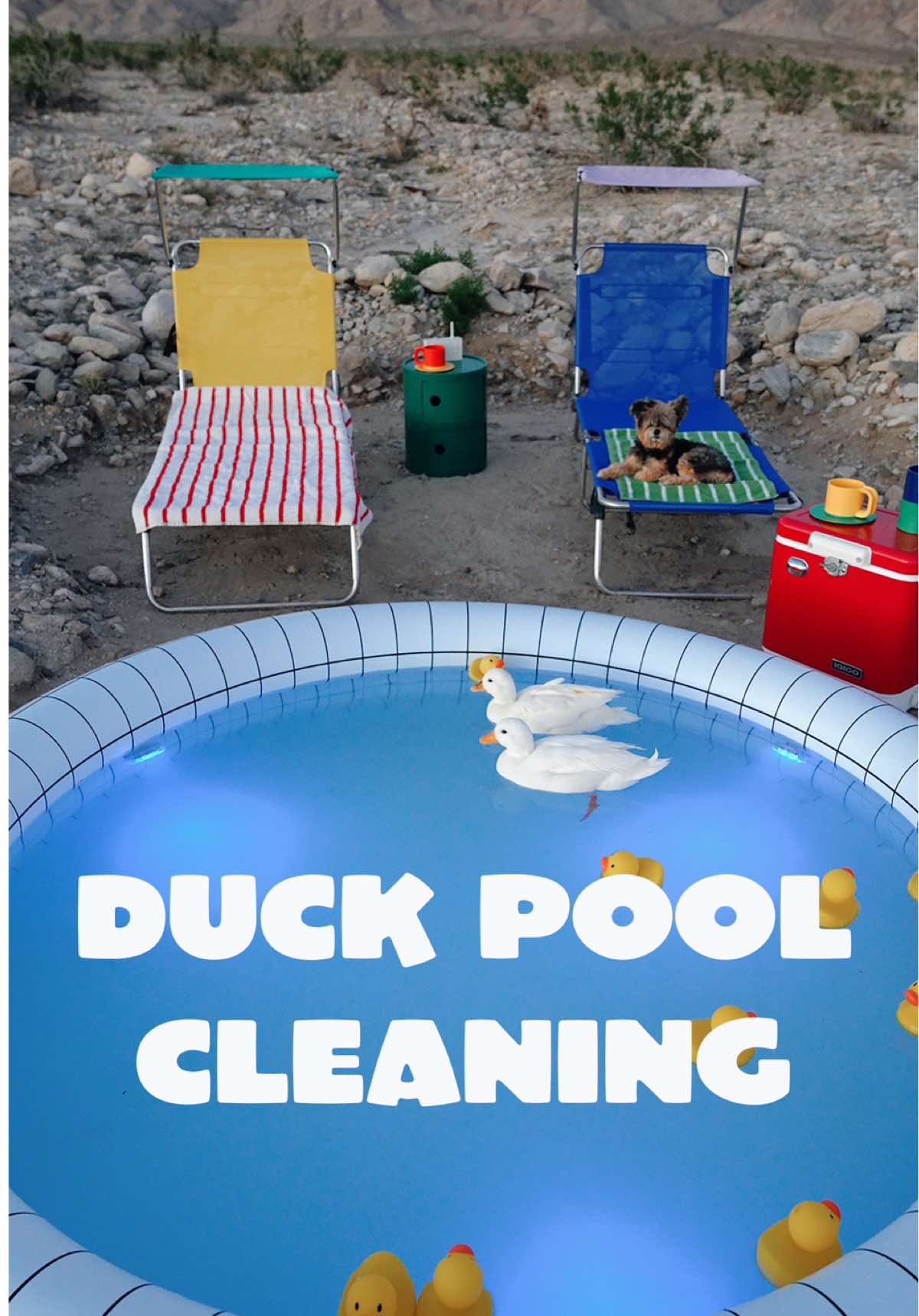 How I clean my pet ducks’ pool step by step #asmr #asmrcleaning #cleaning #petcare #PetsOfTikTok 