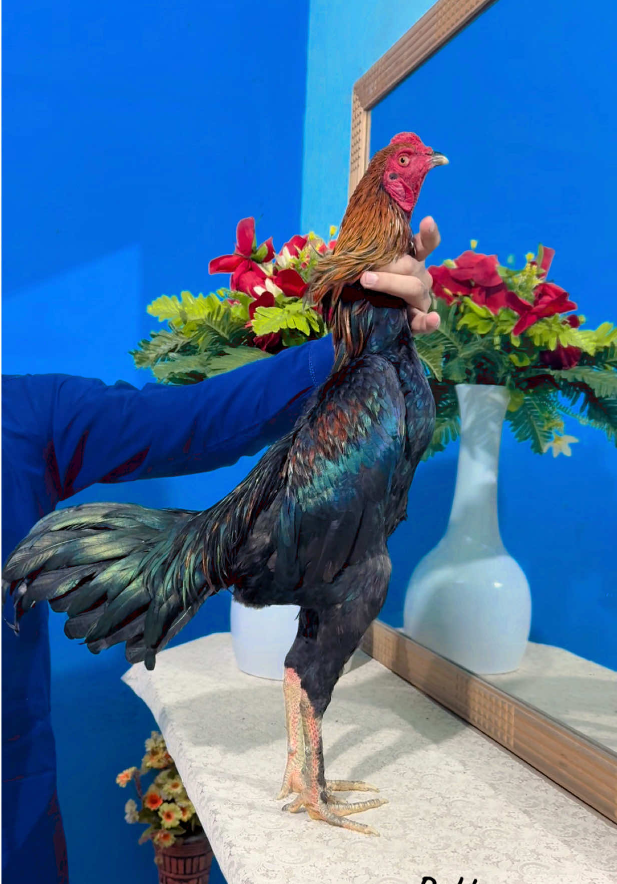 #viralvideo #pakko #ustadranasafdarsb @Pakko is AsiL @Pakko Group Gujranwala @Nouman shah😎💸💫 @Ertan Akça @Qesma wnaseb 