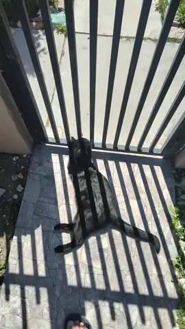 #parati #fyp #humor #cats 