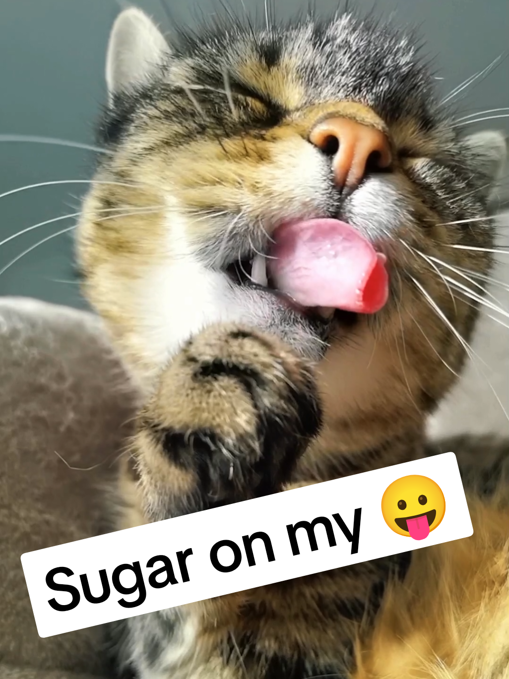 Sweet Misti Koh 😻💟😋💟😻 #cat #cats #fyp #viral 