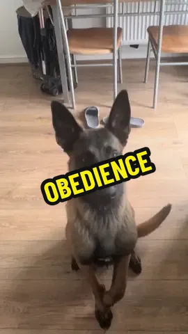 First time hitting some basic obedience without a hand lure. So proud of him! He’s struggled getting the down with a hand signal, so he’s smashed it today💪🏻 #protectiondogs #foryoupage❤️❤️ #mali #dogsoftiktok #DogTraining 