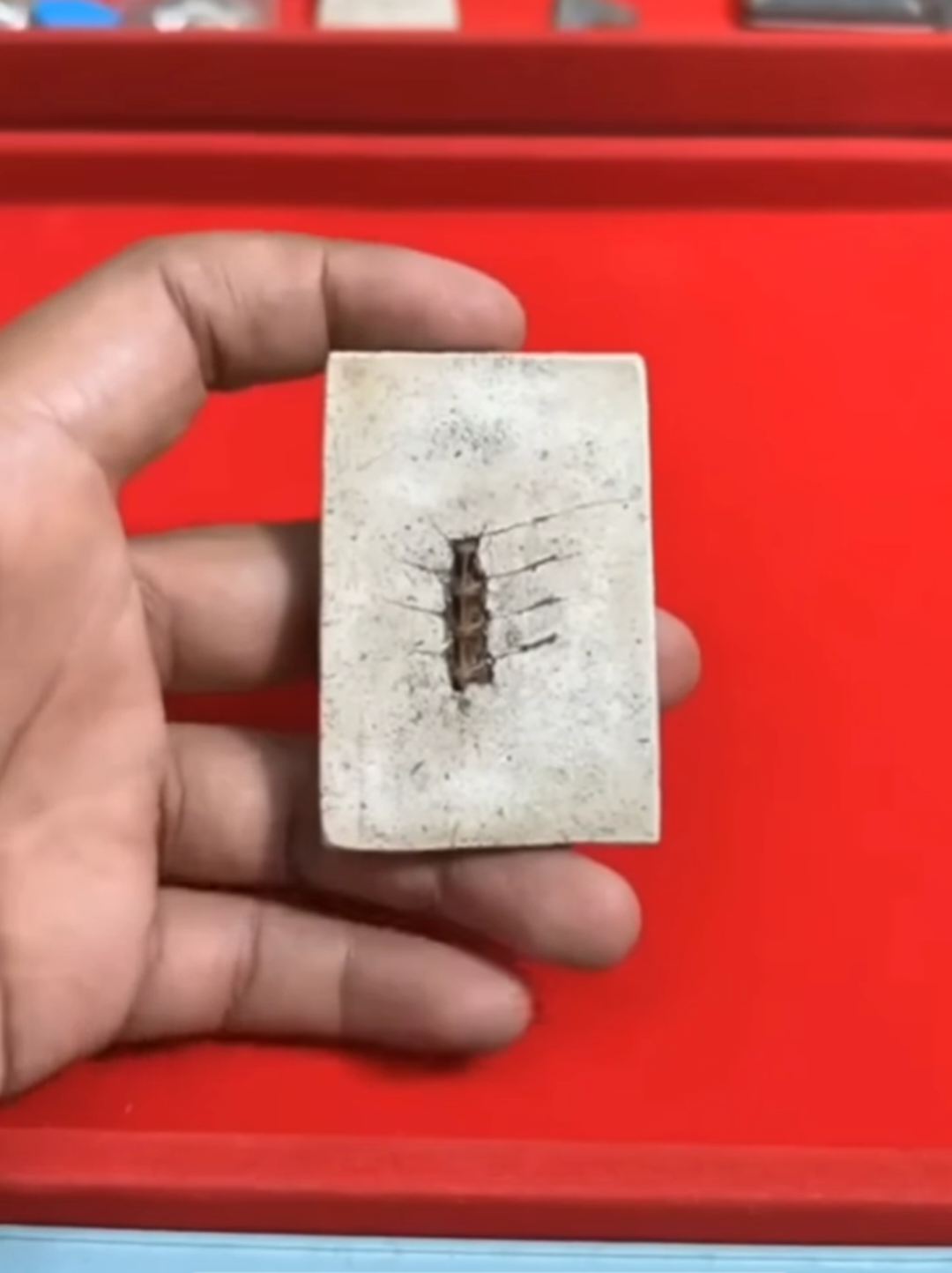 หลังก้างปลาพี่ว่าไง...😂😂 #พระเครื่อง  #เปิดการมองเห็น  #ดราม่าพระเครื่อง #พระเก๊ #ข่าวtiktok 