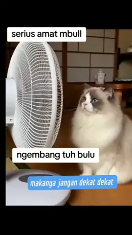 embull#kipasangin #sugito911 #tiktokfyp #hanyahiburansajah 