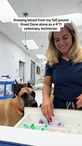 Taught him so well 🤗  #greatdanesoftiktok #vetmed #fyp #trending 