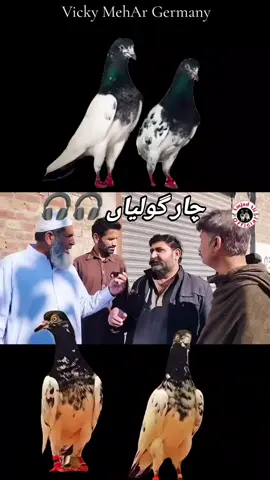 #anfrezzmyaccount🙏 #pigeon #foruyou #pigeon #kabootarbazi 