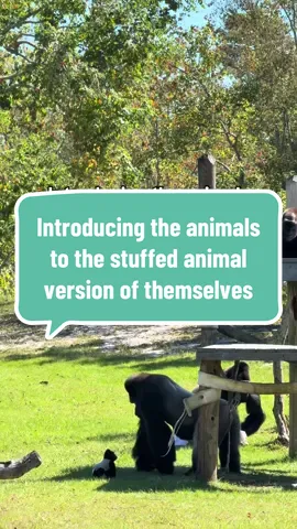 Part two: Western Lowland Gorillas meet their stuffed animal version 🧸  #WesternLowlandGorilla #GulfBreezeZoo #Gorilla 