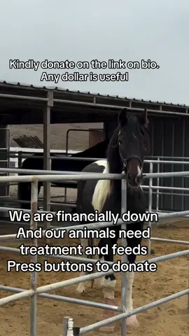 We are financially down and our animals need feeds and treatment  , kindly donate on our link on the bio thanks#usa #horsesoftiktok #rescued #treatments#christiantiktok 