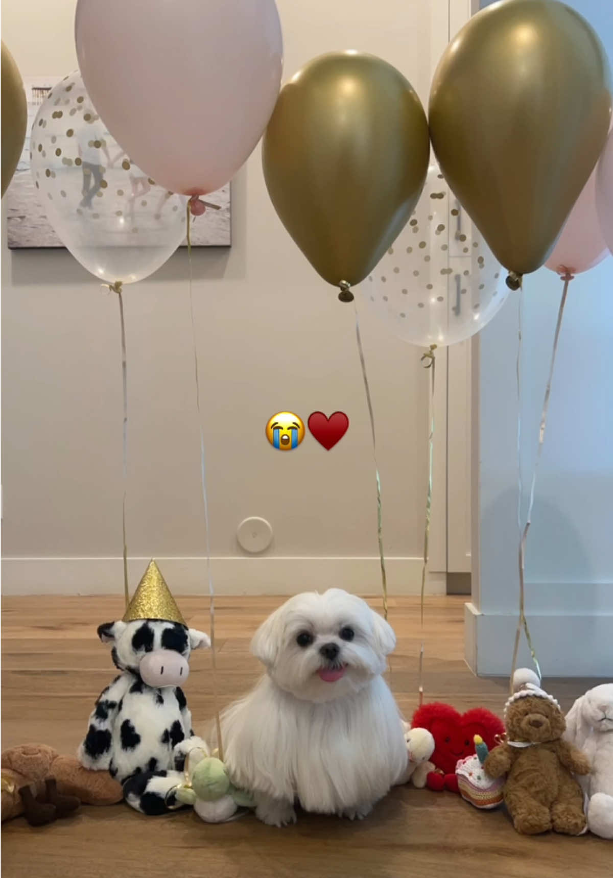 Surprise Cici!!🥹♥️ #fyp #dog #dogsoftiktok #maltese #birthday 