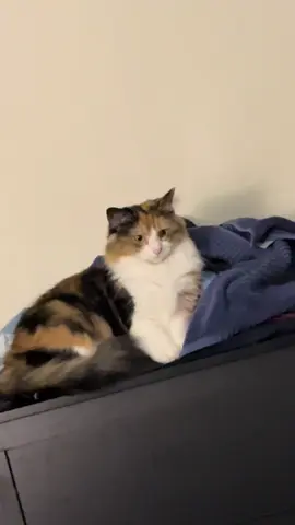 #gatostiktok #maravilloso #amor❤️ 