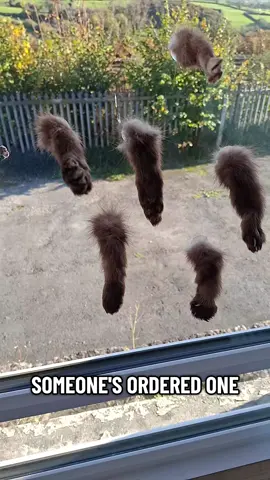 Window Legs