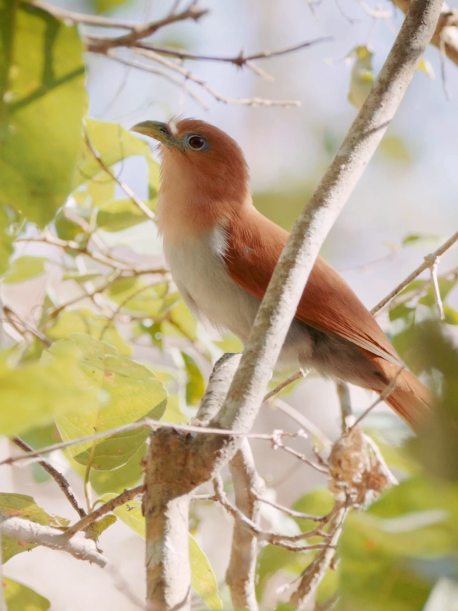 🌱😮‍💨Solo respira… Encuentra paz y claridad al conectar con la naturaleza. Tómate un momento para inhalar profundamente, escuchar el susurro del viento y sentir la serenidad que solo la naturaleza puede ofrecer. 🌎♥️ #FundaciónSíMiPlaneta #respira #naturaleza #viento #paz ———————————- 🌱😮‍💨Just breathe... Find peace and clarity by connecting with nature. Take a moment to inhale deeply, listen to the whisper of the wind, and feel the serenity that only nature can offer. 🌎♥️ #FundaciónSíMiPlaneta #breathe #nature #wind #peace