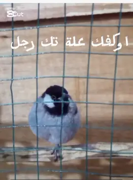 #المعنى الحقيقي لكلمة اوكفك علة تك رجل😂😂😂#